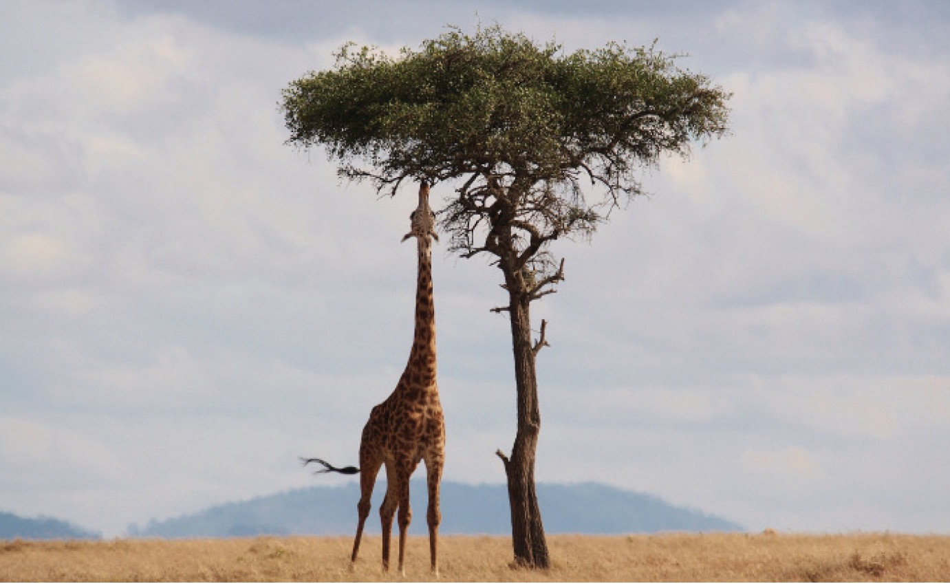 Chirurgen_fuer_afrika_2020_1