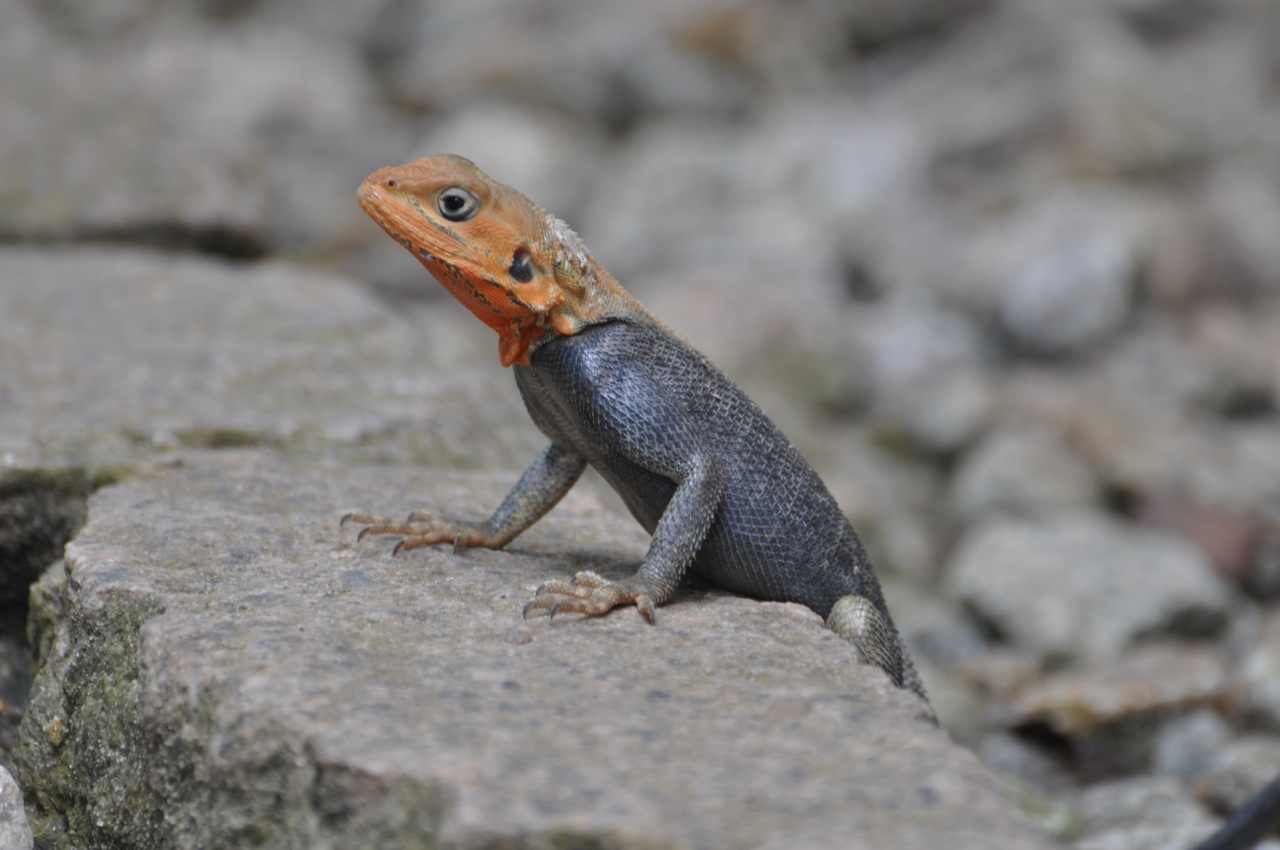 chirurgen_fuer_afrika_ghana_2011_37