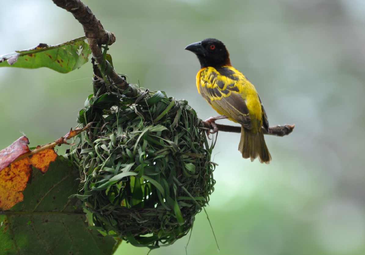 chirurgen_fuer_afrika_ghana_2011_38